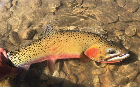 Cutthroat Trout | Western Montana Fish Species | The Missoulian Angler ...