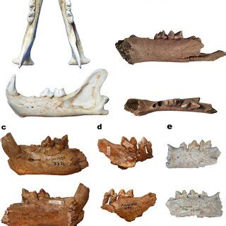 Decreasing size in the evolution of Panthera spelaea illustrated by m1 ...