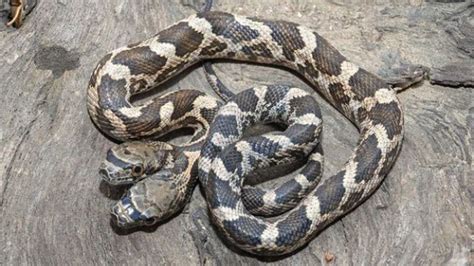 Rагe Two-Headed Snake Unveils Fascinating Harmony of Nature (Video)