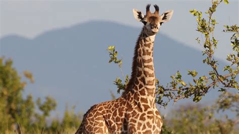 The Longest Neck In The Animal Kingdom Is Thanks To A Handful Of Genes - YouTube