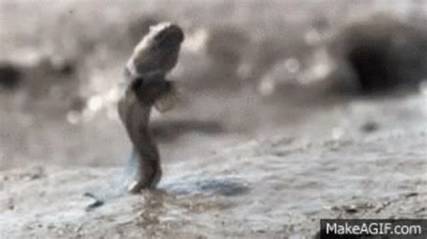 Mudskipper GIFs - Find & Share on GIPHY