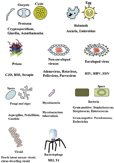 Features of pathogens. There are various types of pathogens including... | Download Scientific ...
