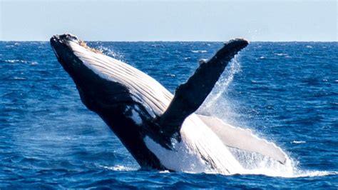 Humpback whale: Tourists get spectacular breaching display on Great Barrier Reef | Cairns Post