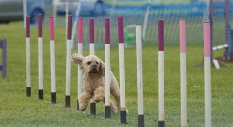 Agility Shows