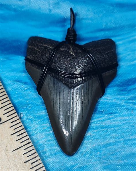 High Quality Megalodon Shark Tooth Necklace · L1: 2.35 L2: 2.26 · MegaTeeth