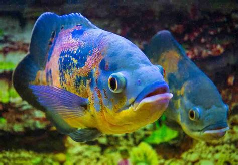 Types Of Cichlids That Can Live Together - Popular Cichlids & Tank Mates