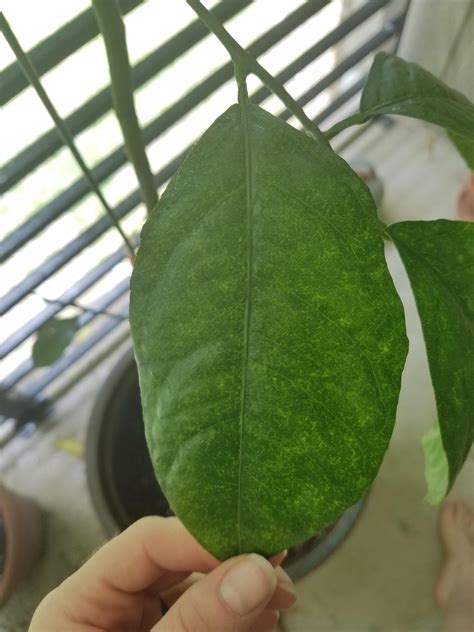 Potted meyer lemon tree, nutritional deficiency or spider mite damage? : r/gardening