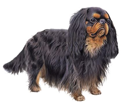 English Toy Spaniel Facts - Wisdom Panel™ Dog Breeds