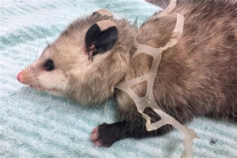 Opossum Found Suffocating in Plastic 6-Pack Ring Makes Astonishing ...