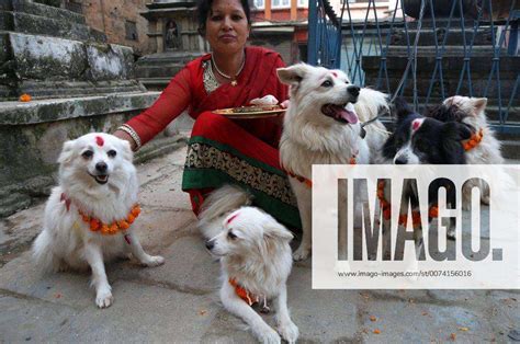 Nepal: Kukur Puja, Dog Worship day on Tihar festival Dogs are worshiped on the second day of