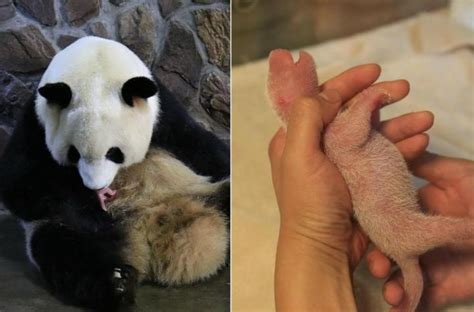 Why are Giant Pandas Endangered? (5 Reasons)