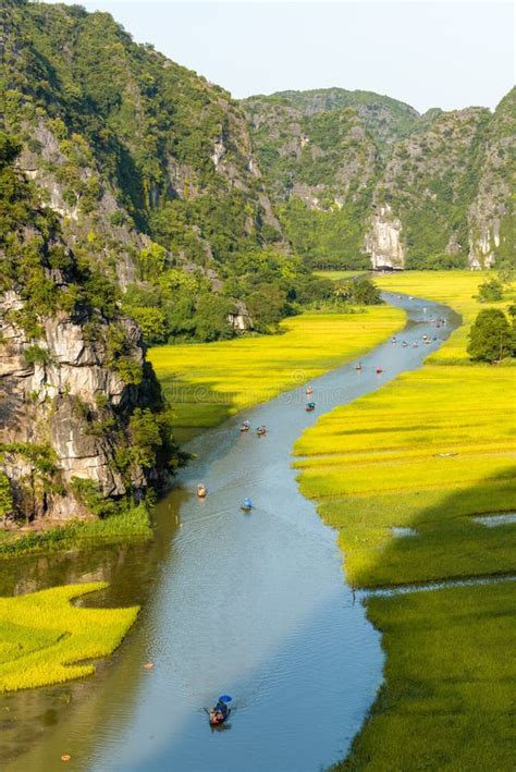 Yellow Rice Field on Ngo River in Tam Coc Bich from Mountain Top View in Ninh Binh, Viet Nam ...