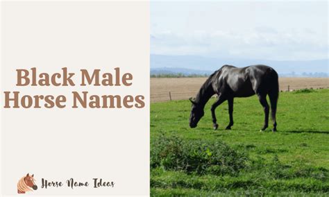 250 Black Male Horse Names (With Meanings) - HorseNameIdeas.com