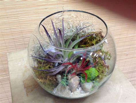 Air Plant Terrarium in Martinez, CA | Park Florist - Martinez