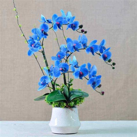 Những điều cần biết về hoa lan hồ điệp xanh độc đáo | Flowerfarm.vn ...