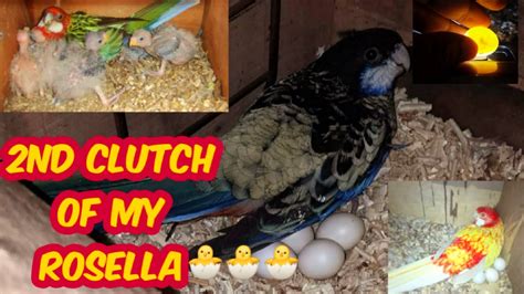 ROsella Breeding Setup / Rosella breed 2022 - YouTube