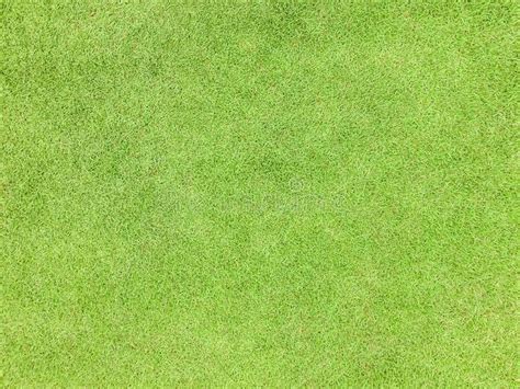 Natural Grass Texture Pattern Background Golf Course Turf from Top View ...