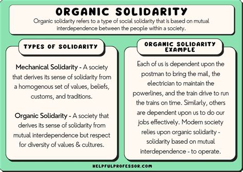 Organic Solidarity: 10 Examples & Definition (2024)