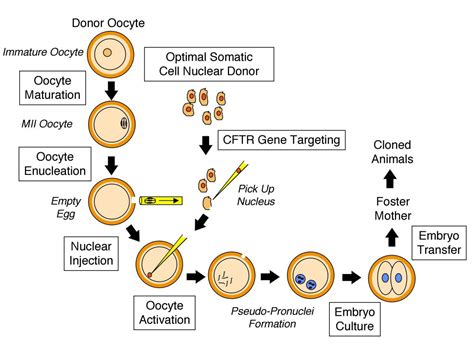 cloning | The A Level Biologist - Your Hub