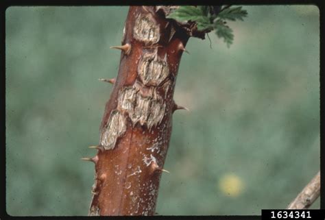 Blackberry | Diseases and Pests, Description, Uses, Propagation