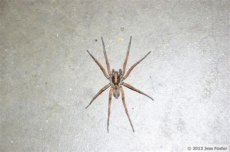 Sluggin' Along: Giant Wolf Spider