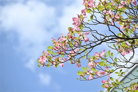 Dogwood Tree Symbolism (Top 8 Meanings) - Give Me History