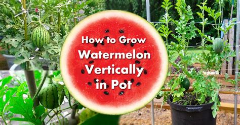 Can You Grow A Watermelon In A Pot at Corey Gammill blog