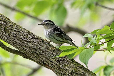 Black and White Warbler Photograph by Robert Shields - Pixels