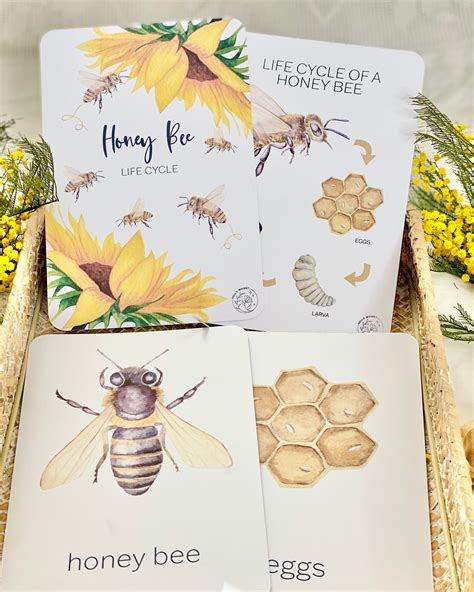 Life Cycle of Honey Bee Flashcards Bees Honey Bees Nature | Etsy