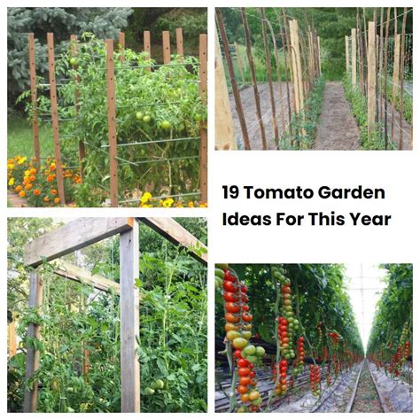 19 Tomato Garden Ideas For This Year | SharonSable