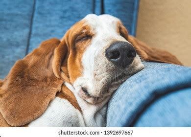 730 Basset hound, sleeping Images, Stock Photos & Vectors | Shutterstock