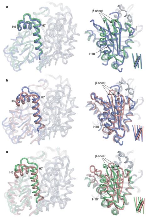 Structural superposition of -tubulin conformations onto -tubulin using ...