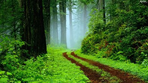 Fog, forest, Way - Beautiful views wallpapers: 2560x1440