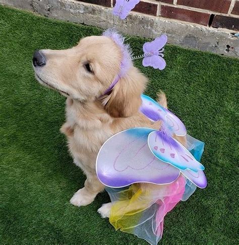 15 Funny Golden Retriever Halloween Costumes | Page 2 of 5 | The Dogman ...