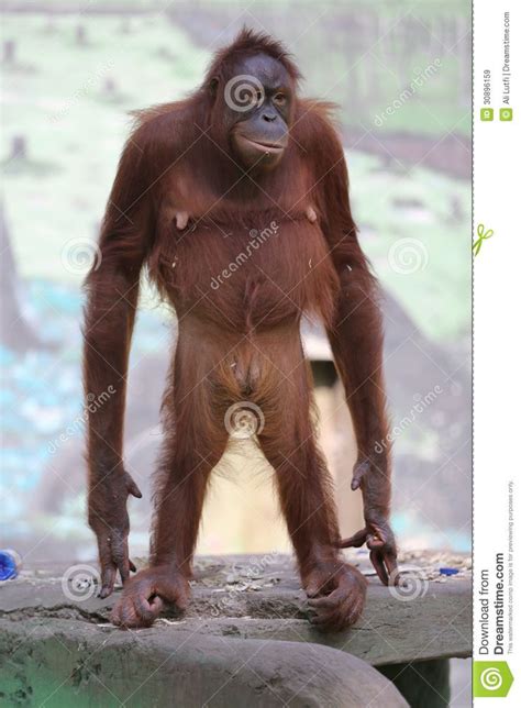 orangutan standing - Google Search | Orangutan, Animals, Apes