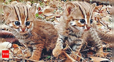 Cubs: 2 Rusty-spotted Cat Cubs Rescued From Beldare Village | Kolhapur News - Times of India