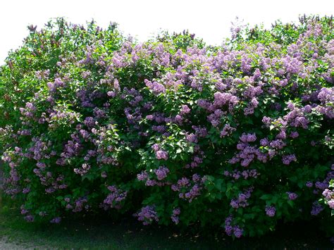 Growing lilacs for Minnesota landscapes | UMN Extension