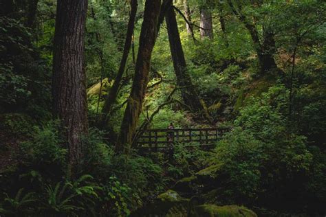 How to See The Redwoods in Oregon - Oregon is for Adventure