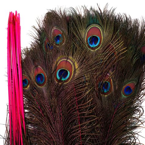 Dyed Peacock Feathers 8-15 inches long StemDyed Over Natural Peacock 5 to 100 Feathers available ...