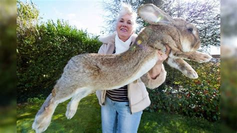 Unusual Sight: Giant Wild Rabbit Species as Large as a Calf ...