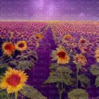 Purple Sunflower Field, purple , sunflower , field , background ...