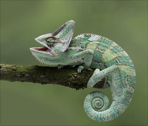 What is a Reptile? Are Snakes Reptiles? | Types of Reptiles