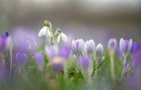 Snowdrops And Crocuses Wallpapers - Wallpaper Cave