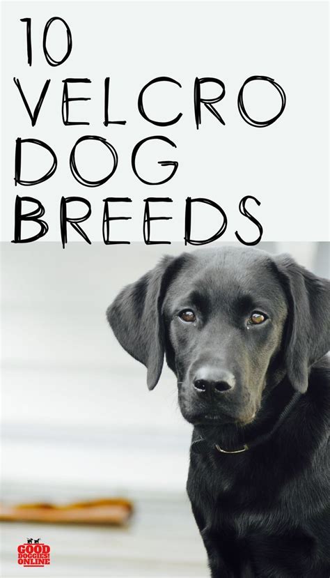 10 Velcro Dog Breeds That Will Cling to Your Side | Dog breeds, Every dog breed, Big dog little dog
