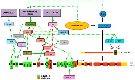 IJMS | Free Full-Text | Interleukin-1 Beta—A Friend or Foe in Malignancies?