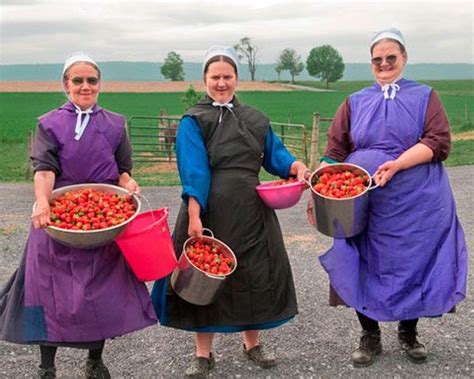 Amish - Women gathering strawberries to can Amish Country Ohio, Amish Family, Amish Farm, Simple ...