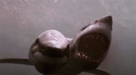 Real Two Headed Shark