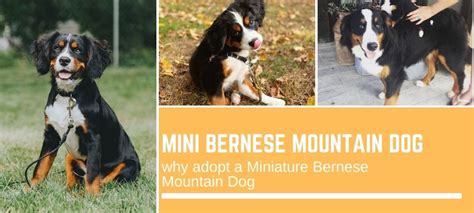 Mini Bernese Mountain Dog: why adopt a Miniature Bernese Mountain Dog ...