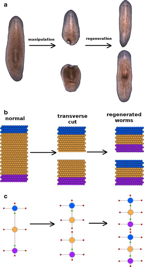 This figure depicts a classic planaria regeneration experiment ...