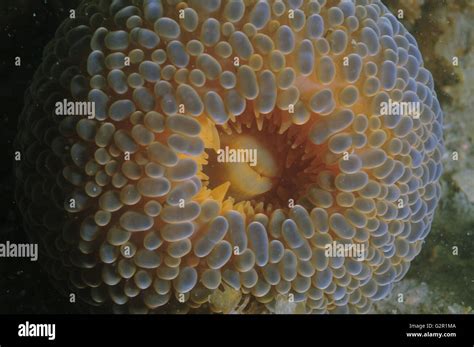 Close up sea anemone mouth hi-res stock photography and images - Alamy